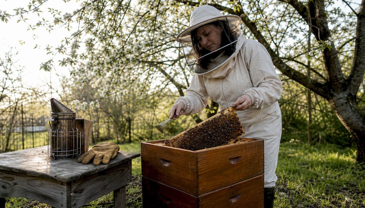 Keeping bees: a complete guide from first hive to winter